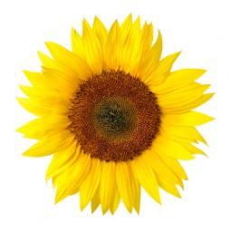 sunflower mindfulness spain