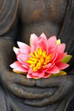 Mindfulness in Spain, Buda and flower